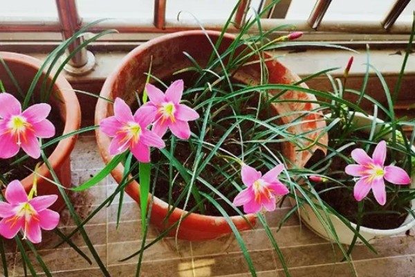 用多深的盆种植风雨兰，要达到12-18厘米