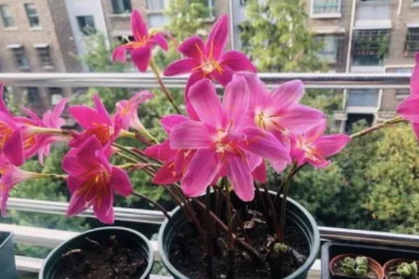 用多深的盆种植风雨兰，要达到12-18厘米