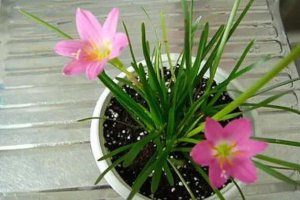 用多深的盆种植风雨兰，要达到12-18厘米