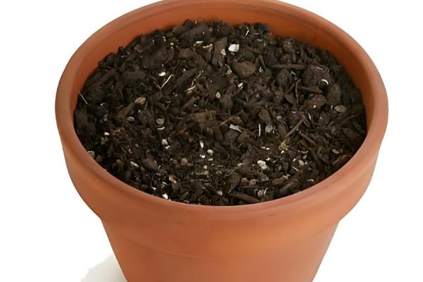 菊花养殖方法，让土壤保持湿润