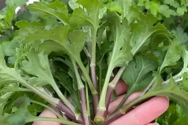 菊花养殖方法，让土壤保持湿润