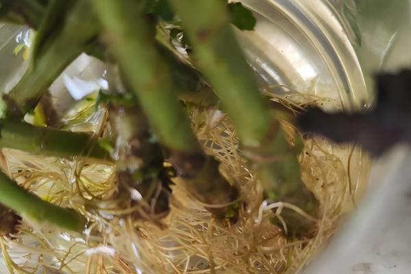 菊花养殖方法，让土壤保持湿润