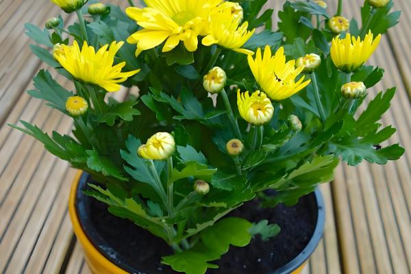 菊花养殖方法，让土壤保持湿润