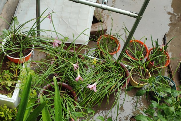 用多深的盆种植风雨兰，要达到12-18厘米