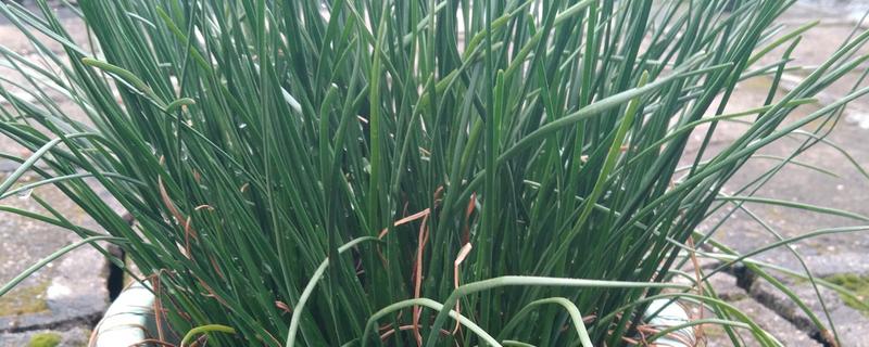 葱兰为何不长叶，可能是气温高、土壤不适、发生虫害所致