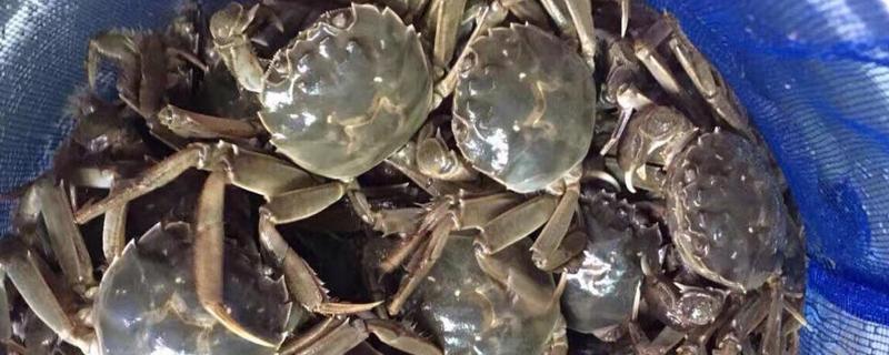 盘锦河蟹有什么种类，分为稻田河蟹、河套河蟹、湿地河蟹