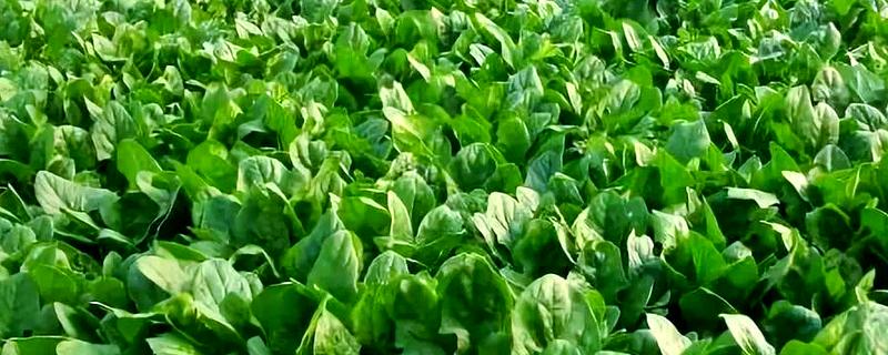 菠菜施肥方法，秋菠菜生长盛期要追施尿素