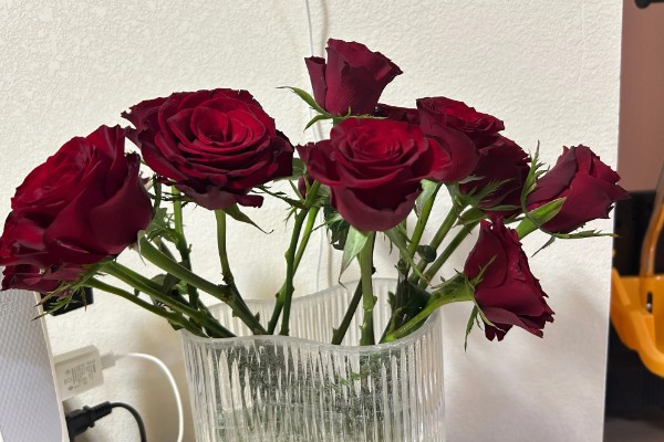 黄玫瑰的养殖方法，每天提供7小时的光照