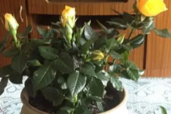 黄玫瑰的养殖方法，每天提供7小时的光照