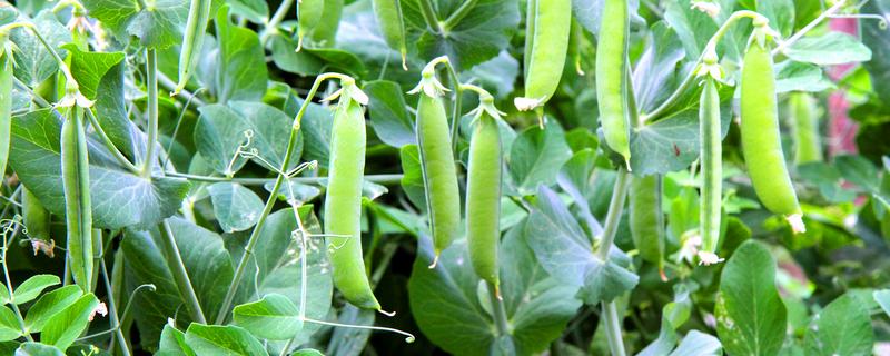 扁豆怎样打顶摘心，长到一点五米时进行
