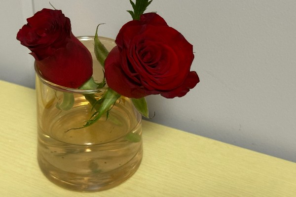 黄玫瑰的养殖方法，每天提供7小时的光照