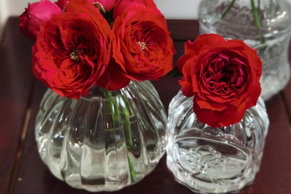 黄玫瑰的养殖方法，每天提供7小时的光照