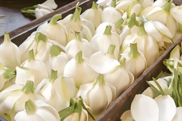 栀子花的保存方法，可制成干花或水养