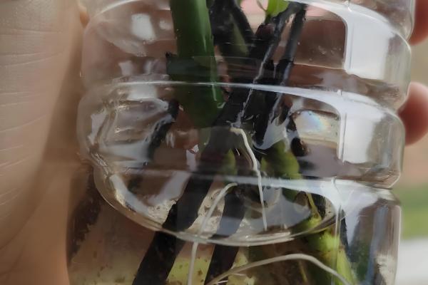 栀子花的保存方法，可制成干花或水养