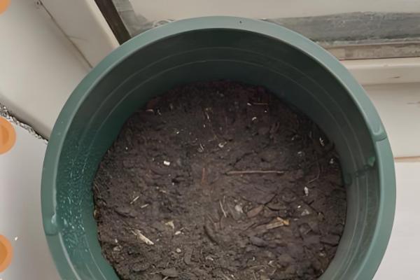 栀子花的保存方法，可制成干花或水养