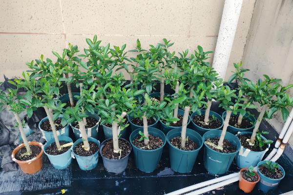 栀子花的保存方法，可制成干花或水养