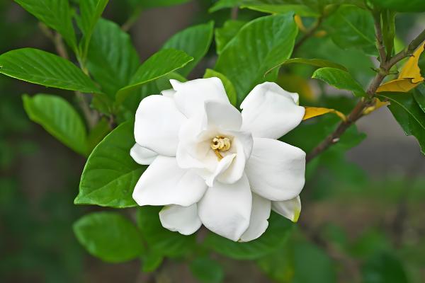 栀子花的保存方法，可制成干花或水养