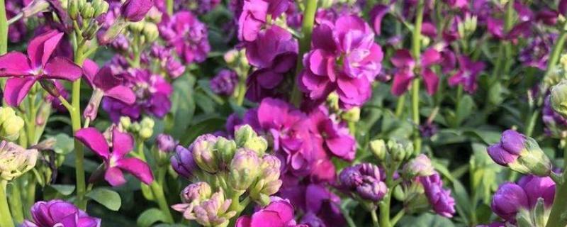 紫罗兰的品种，按花期可以分为春、夏、秋三类