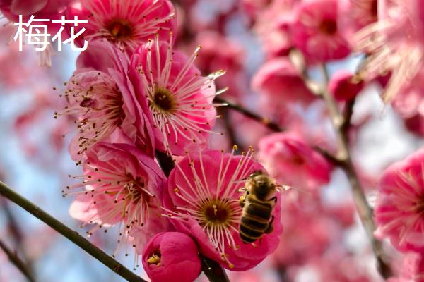 梅花的品质，寓意百折不挠、高洁伟岸等