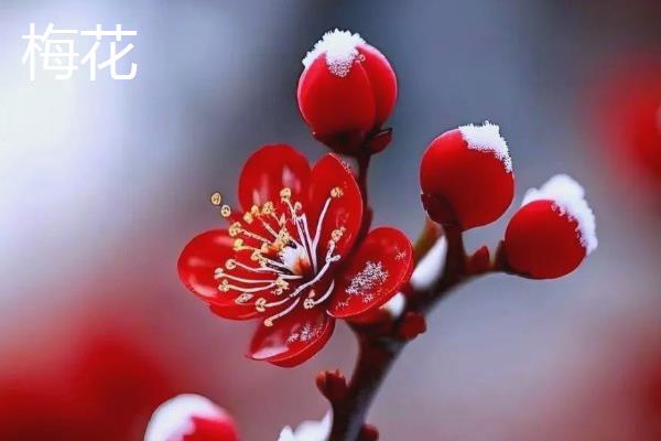梅花的品质，寓意百折不挠、高洁伟岸等