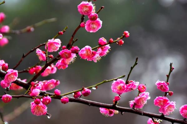 梅花的品质，寓意百折不挠、高洁伟岸等