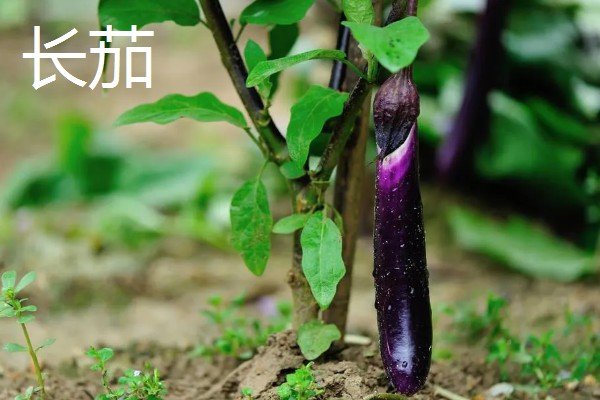 茄子有什么品种，分为长茄、矮茄等类型