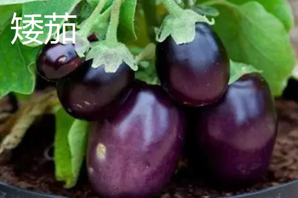 茄子有什么品种，分为长茄、矮茄等类型