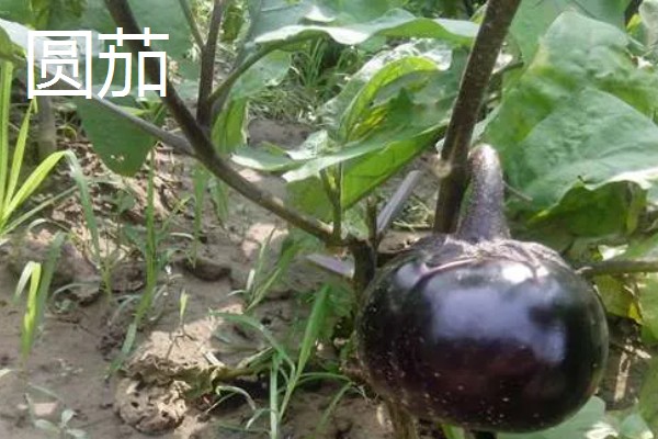 茄子有什么品种，分为长茄、矮茄等类型