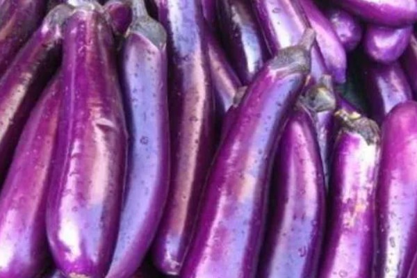 茄子有什么品种，分为长茄、矮茄等类型