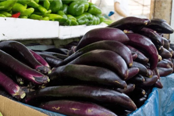 茄子有什么品种，分为长茄、矮茄等类型