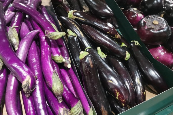 茄子有什么品种，分为长茄、矮茄等类型