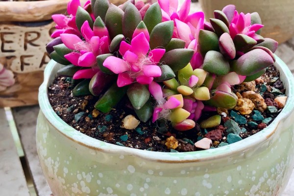 吹雪之松锦怎么养殖,生长盛期每个月追肥1-2次