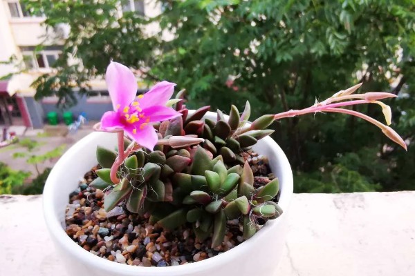 吹雪之松锦怎么养殖,生长盛期每个月追肥1-2次