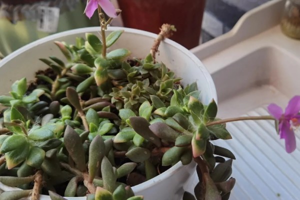 吹雪之松锦怎么养殖,生长盛期每个月追肥1-2次