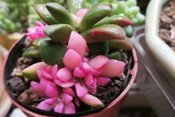 吹雪之松锦怎么养殖,生长盛期每个月追肥1-2次