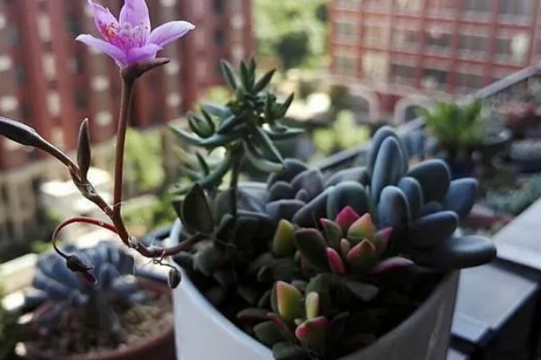 吹雪之松锦怎么养殖,生长盛期每个月追肥1-2次