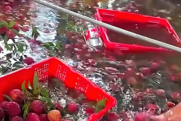 桂味荔枝和糯米糍有什么区别，果核大小、果实外观等方面都不同