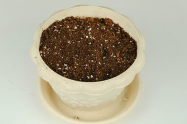 吹雪之松锦怎么养殖,生长盛期每个月追肥1-2次