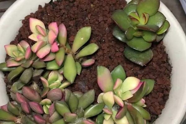 吹雪之松锦怎么养殖,生长盛期每个月追肥1-2次