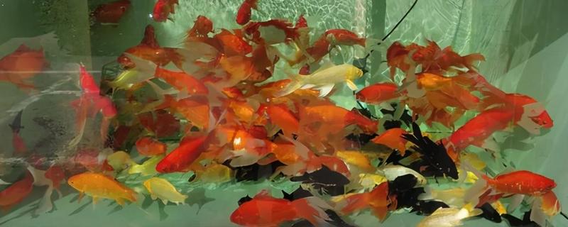 草金鱼为什么烂尾巴，有水质差、患有烂尾病、外伤感染等原因