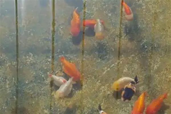 兰寿金鱼的简介，极具观赏和经济价值