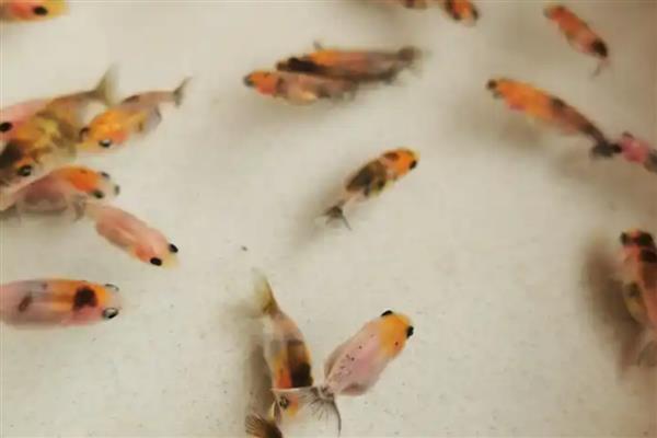 兰寿金鱼的简介，极具观赏和经济价值