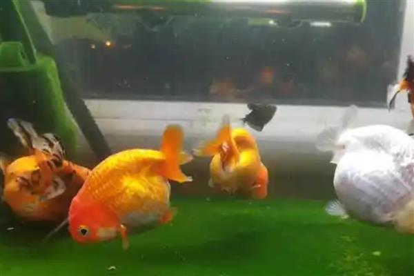 兰寿金鱼的简介，极具观赏和经济价值