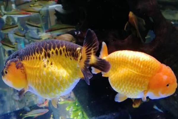 兰寿金鱼的简介，极具观赏和经济价值