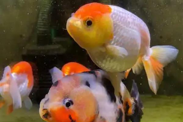 兰寿金鱼的简介，极具观赏和经济价值