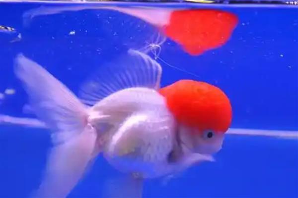 兰寿金鱼的简介，极具观赏和经济价值