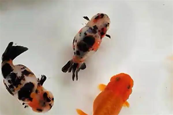 兰寿金鱼的简介，极具观赏和经济价值