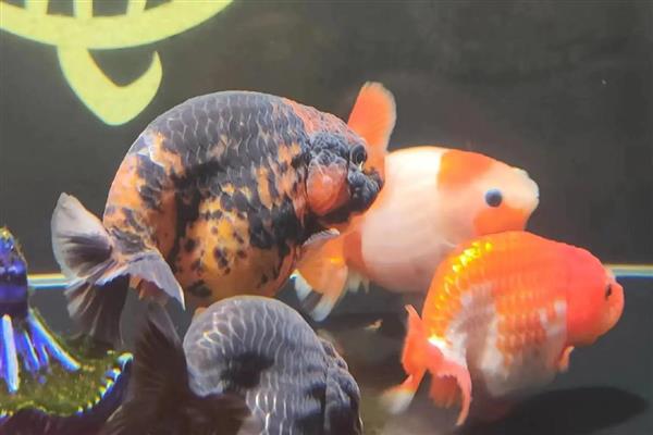 兰寿金鱼的简介，极具观赏和经济价值