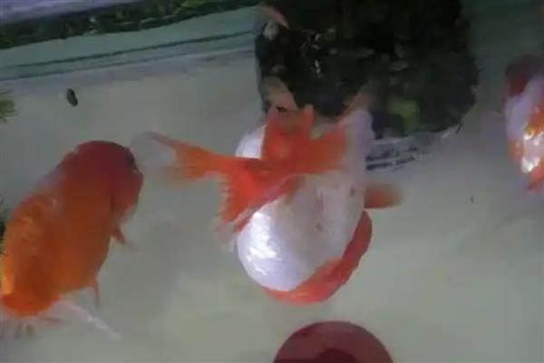 兰寿金鱼的简介，极具观赏和经济价值