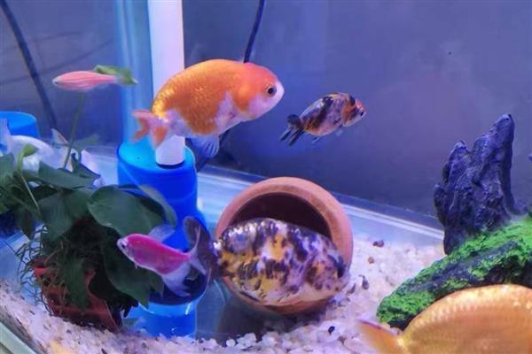 兰寿金鱼的简介，极具观赏和经济价值